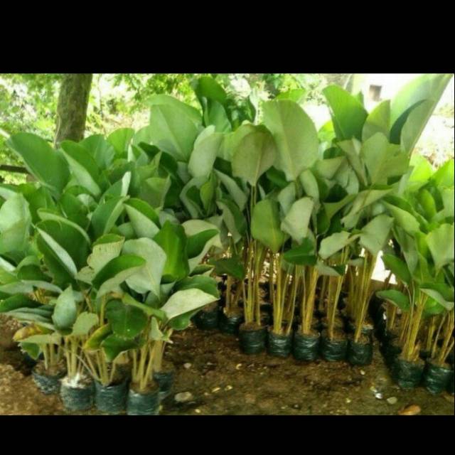 Pohon Pisang Calathea - Pisang Calathea