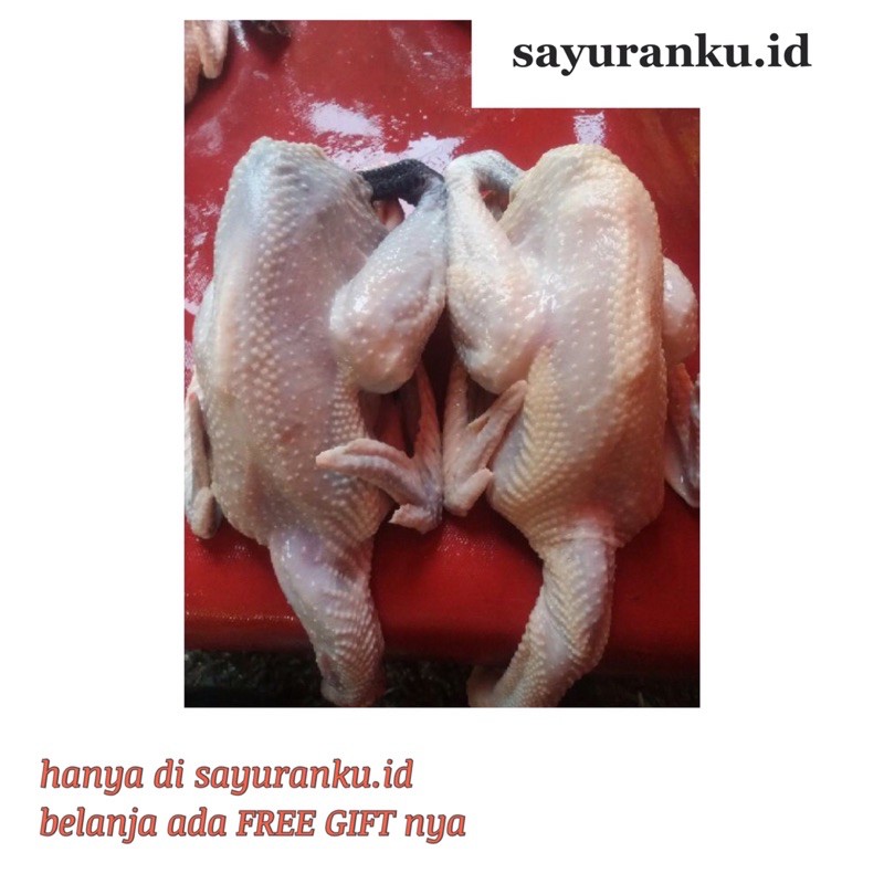 

ayam kampung hidup 1 ekor