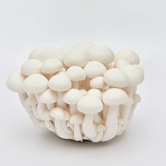 

Shimeji Bunapi (White) 150gram/ Jamur Shimeji Putih/ White Shimeji Mushroom