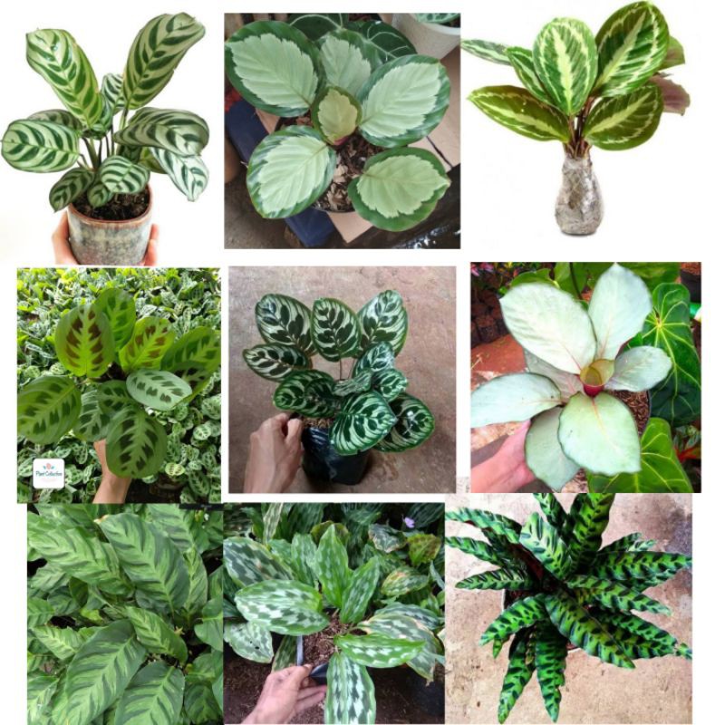 9 paketan tanaman hias calathea