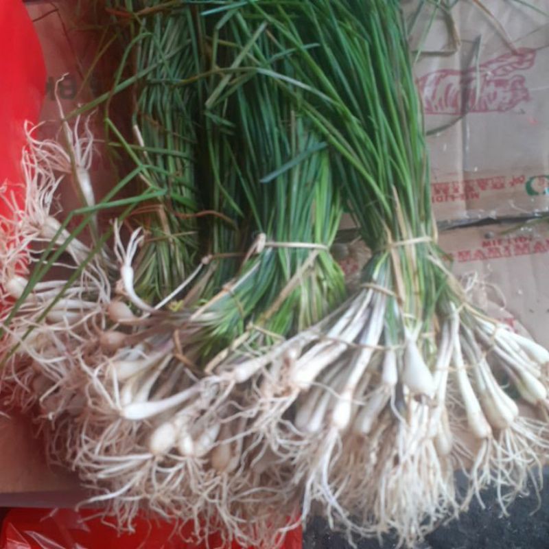 

Bawang Batak Harodda Hosaya