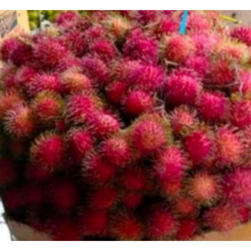 

RAMBUTAN PARAKAN/KG