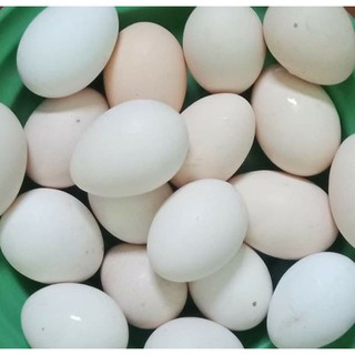 Jual TELUR AYAM MUTIARA JENIS LAVENDER FRESH / FERTIL Indonesia|Shopee