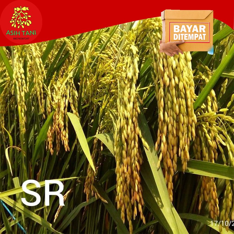 Benih Bibit Padi Genjah SR Berkualitas