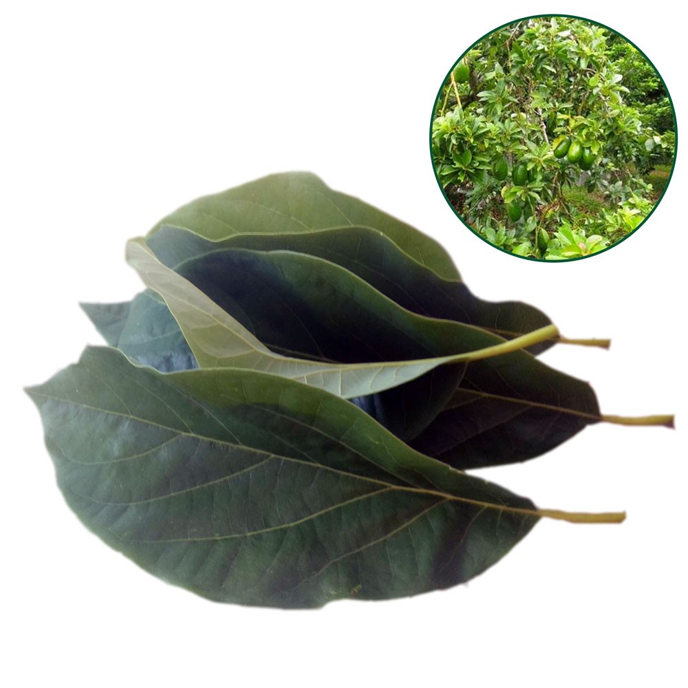 

Daun apokat Segar / alpukat / apukat / avocado Herbal