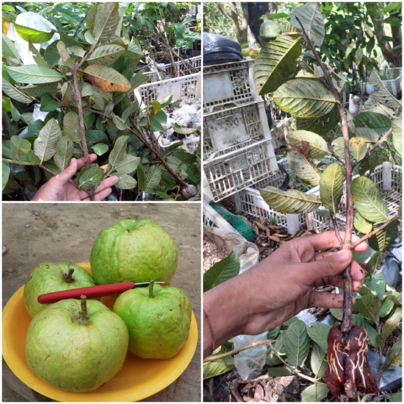 Bibit jambu siumik  pala  fresh cangkok siumik pala bibit tanaman siumik pala