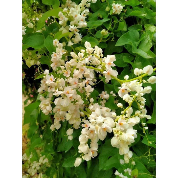 bibit bunga air mata pengantin putih