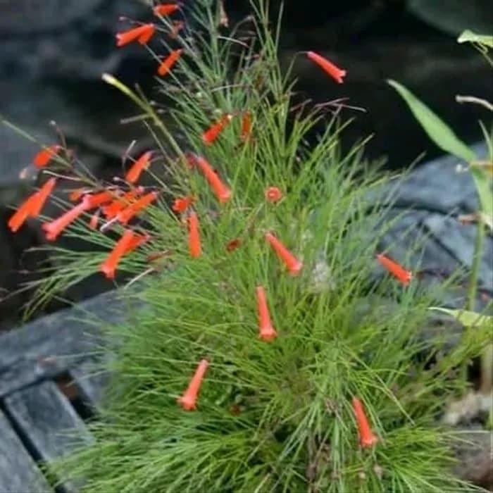 Tanaman Hias Gantung bunga air mancur