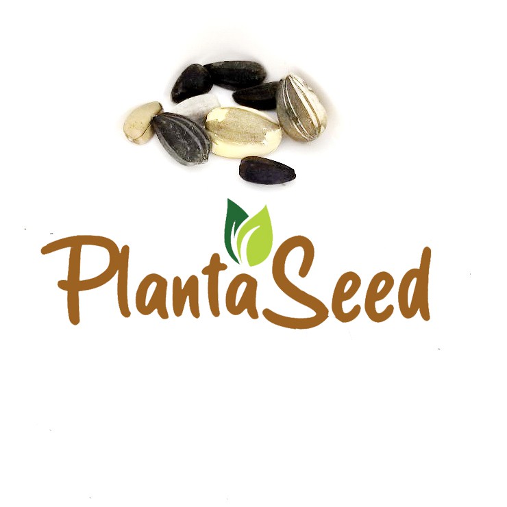 PlantaSeed - 10 Seeds - Sunflower All Sorts Mixture Biji - PAS0245