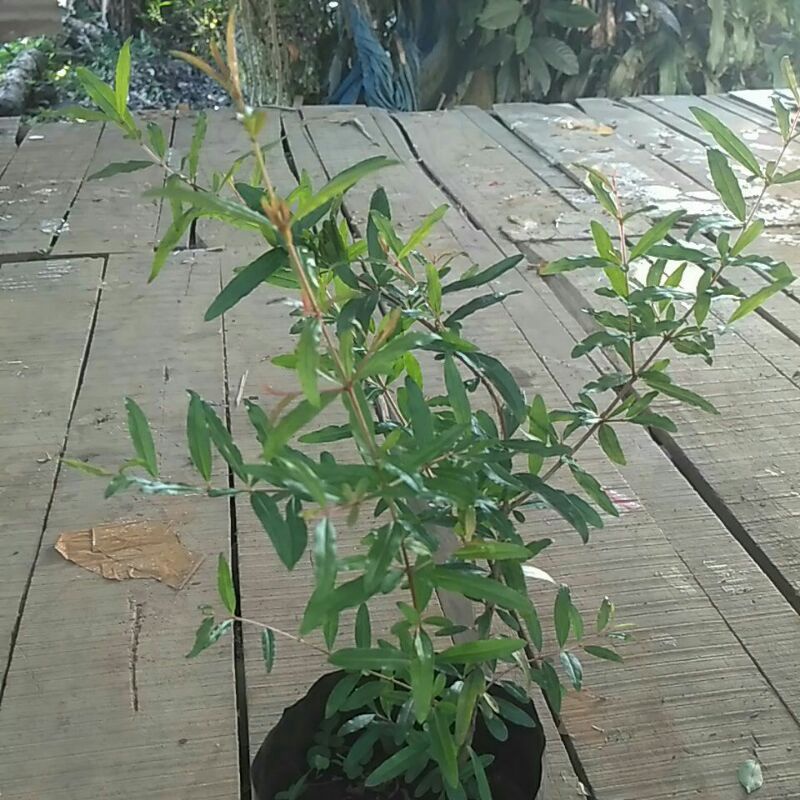 Bibit pohon delima putih | Tanaman buah delima putih