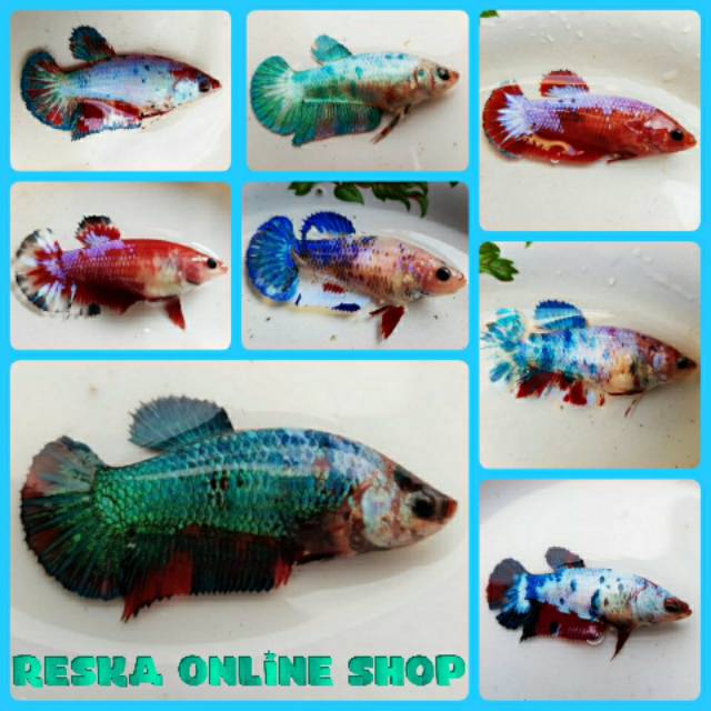 Ikan Cupang Fancy Candy Marble Female Size Medium Full Block Indukan Top Grade