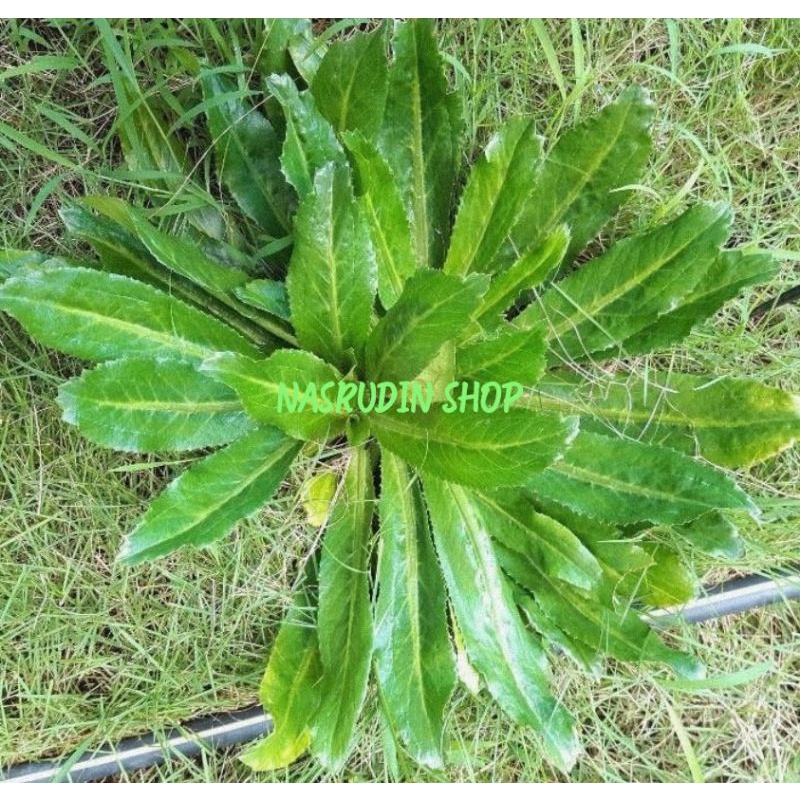 

DAUN WALANG SANGIT SEGAR 1KG | DAUN WALANG SANGIT UTUH BISA UNTUK BIBIT