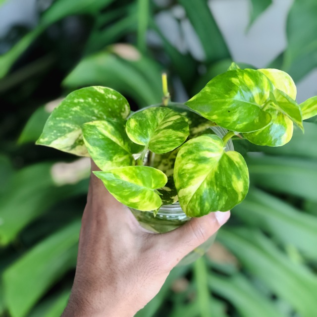 Bibit Sirih Gading Shopee Indonesia