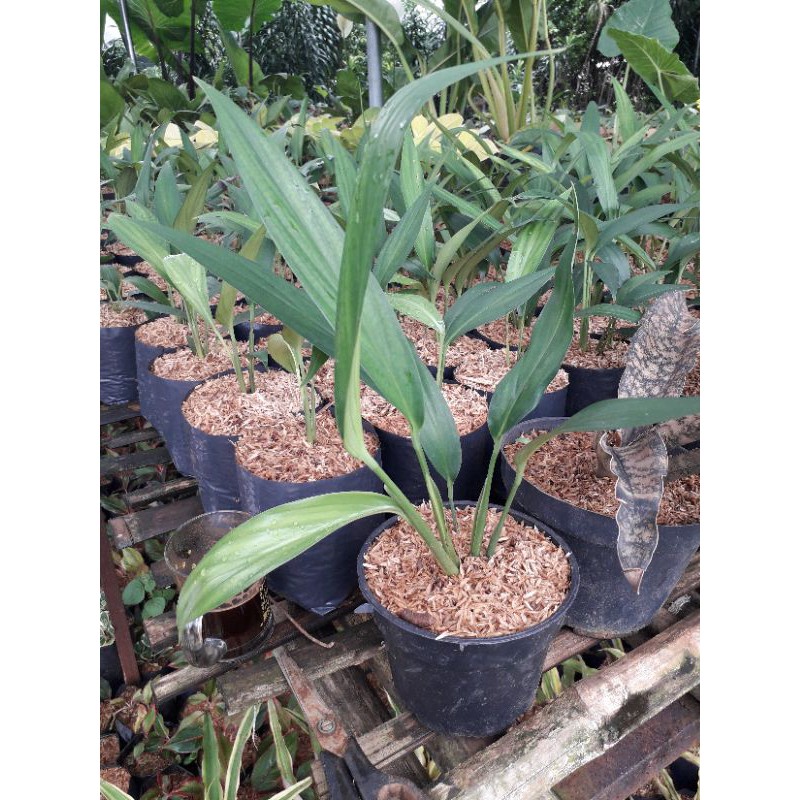 Tanaman hias epipremnum amplissimum