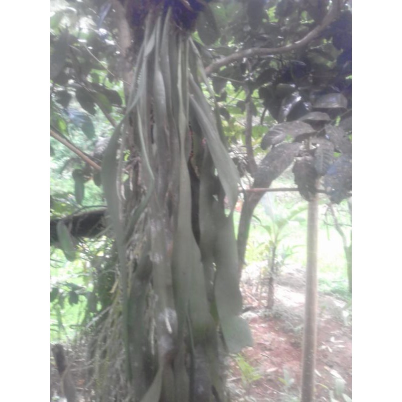 tanaman hias kumpai dasi/ kumpai daun