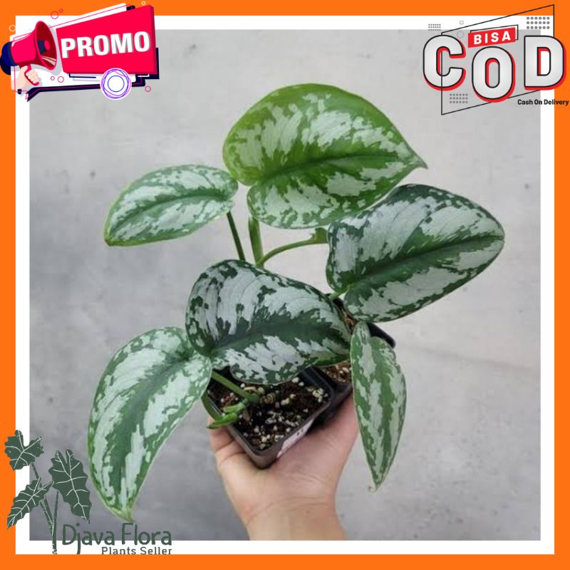 Scindapsus Silver Queen – Daun Silver Elegan, Tanaman Hias Gantung Indoor