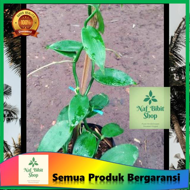 bibit vanili paneli bibit siap tanam