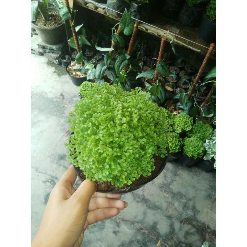 Lumut ambon atau ande lumut Shopee Indonesia Lumut ambon atau ande lumut Shopee Indonesia