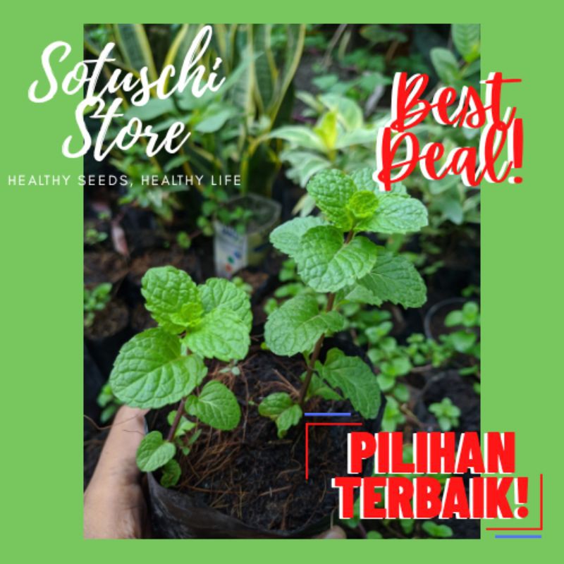 SOTUSCHI // Bibit Tanaman Daun Mint // Daun Mint Segar // Mint Hidup // Mint Segar // Detoks tubuh