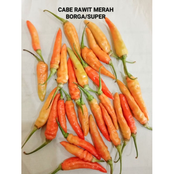 

Cabe cabai rawit merah SUPER 500 gram