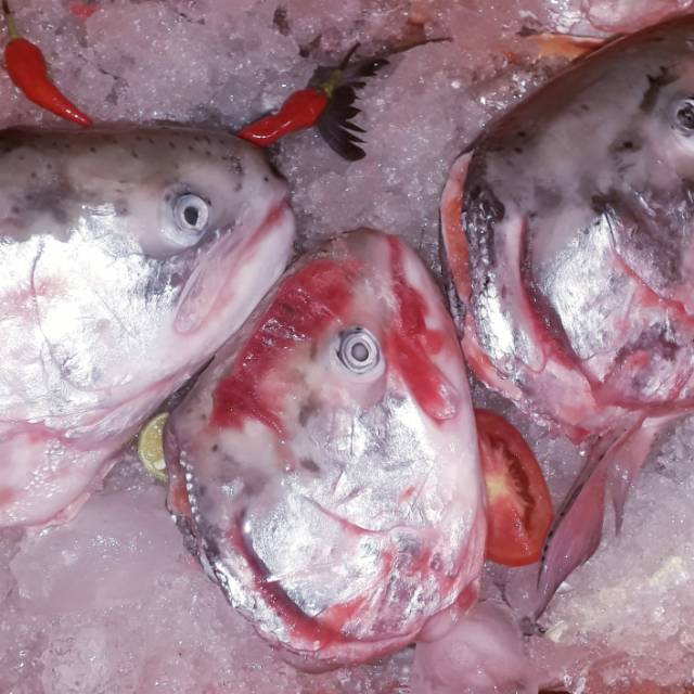 

TERBATASSS!!! Kepala ikan SALMON Fresh / 400 gr