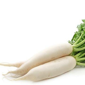 

lobak putih white radish 1kg