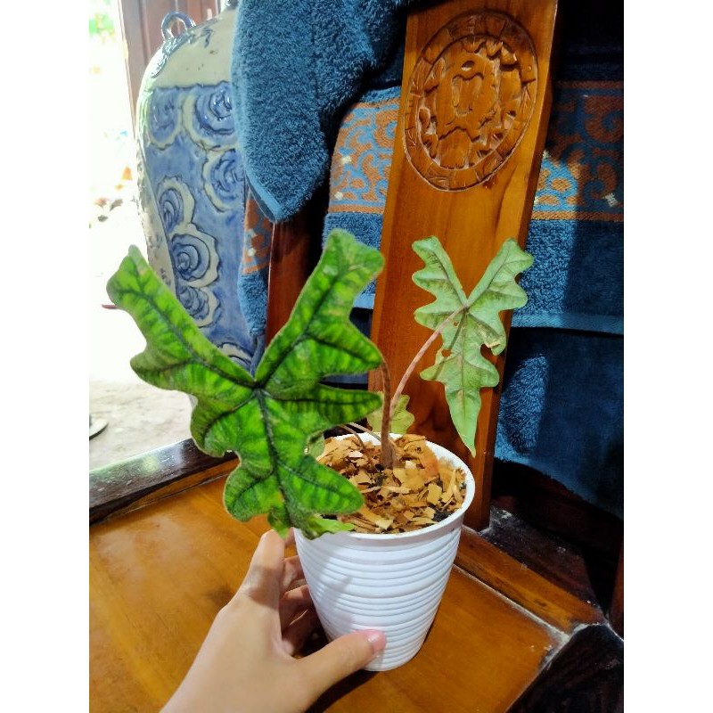 Alocasia SP Sulawesi