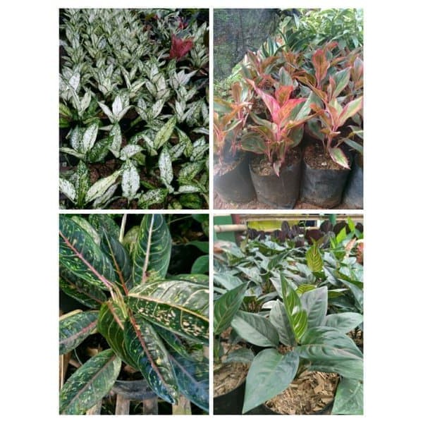 _ paket tanaman hias aglonema tanaman aglonema lipstick aglonema     _