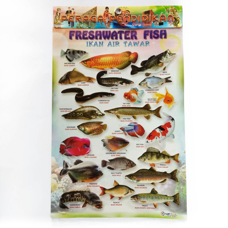 

Poster Anak ,Poster Freshwater Fish Besst seller,mapplus