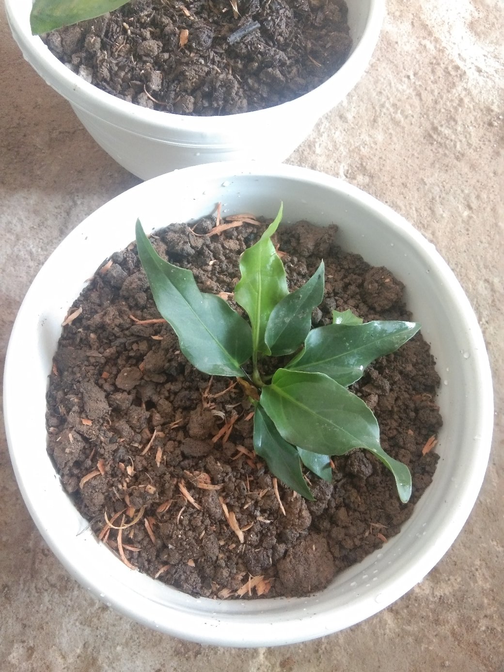 Anthurium / Gelombang Cinta Anakan