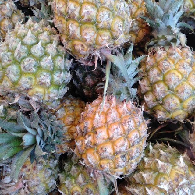 

Buah Nanas Madu Blitar 4kg