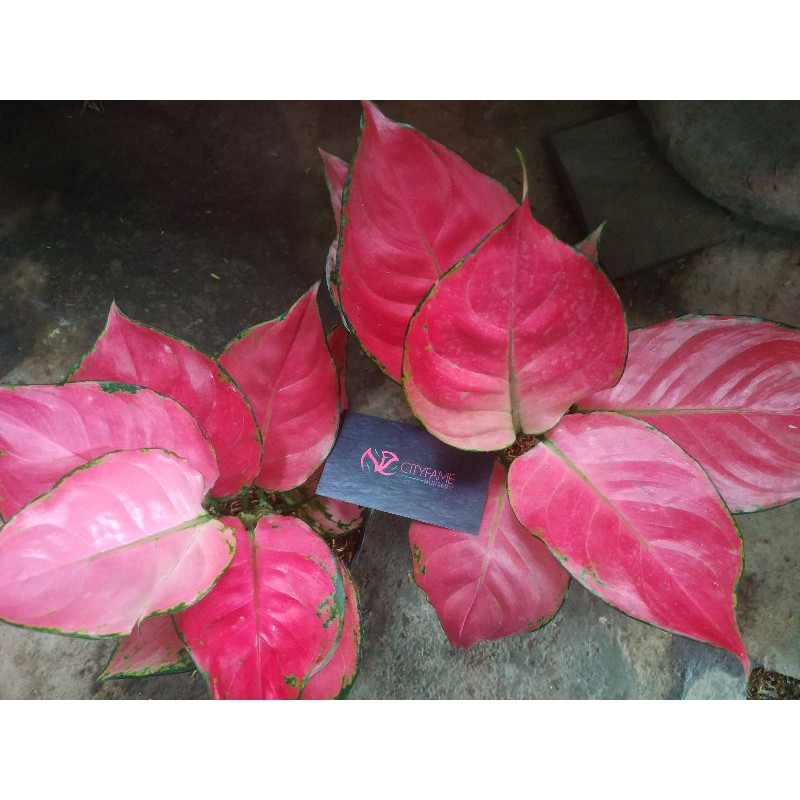 Aglaonema Pink Katrina Jumbo size (XXL) / Aglonema pink Catrin termurah /promo pink catrin jumbo