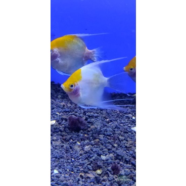 HIASAN AQUARIUM MANFISH GOLDEN SIZE L