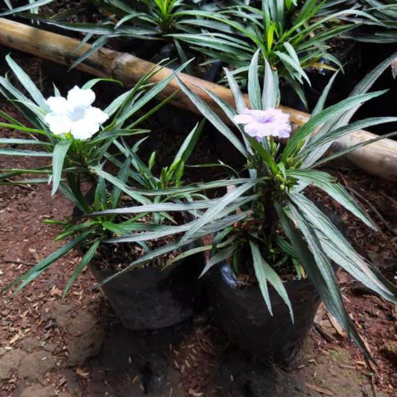 PAKET TANAMAN RAWELIA MINI BUNGA PUTIH DAN UNGU
