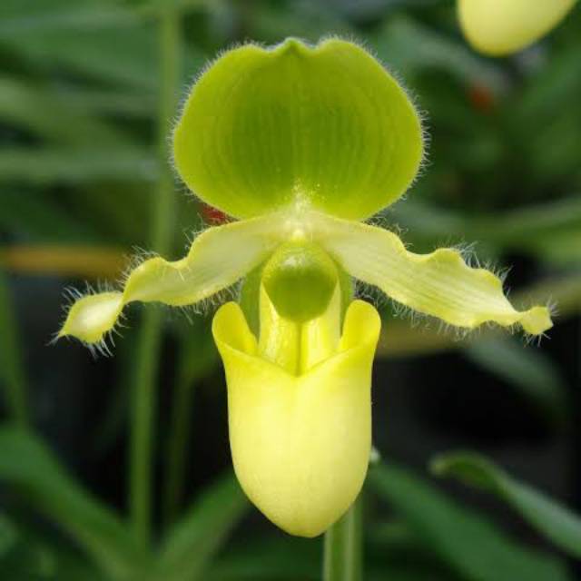 anggrek paphiopedilum primulinum