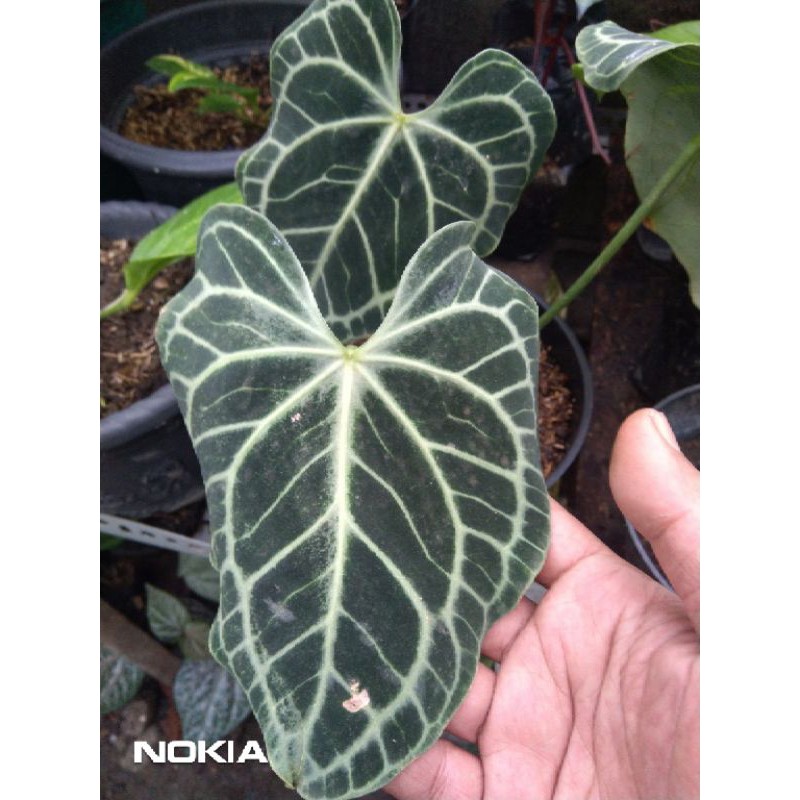 Anthurium KG Tarantula bibitan