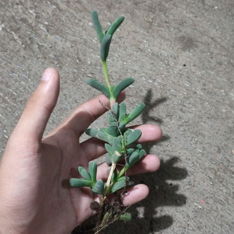 Sukulen Ice Plant/Corpuscularia lehmanii / delosperma lehmanii