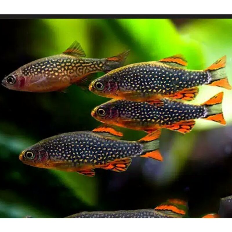 Ikan Rasbora Galaxy