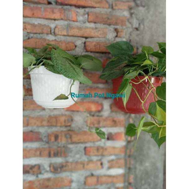 POT DINDING HAFA , POT PLASTIK, POT CANTIK, POT PLASTIK RUPLAS, POT DINDING RUPLAS