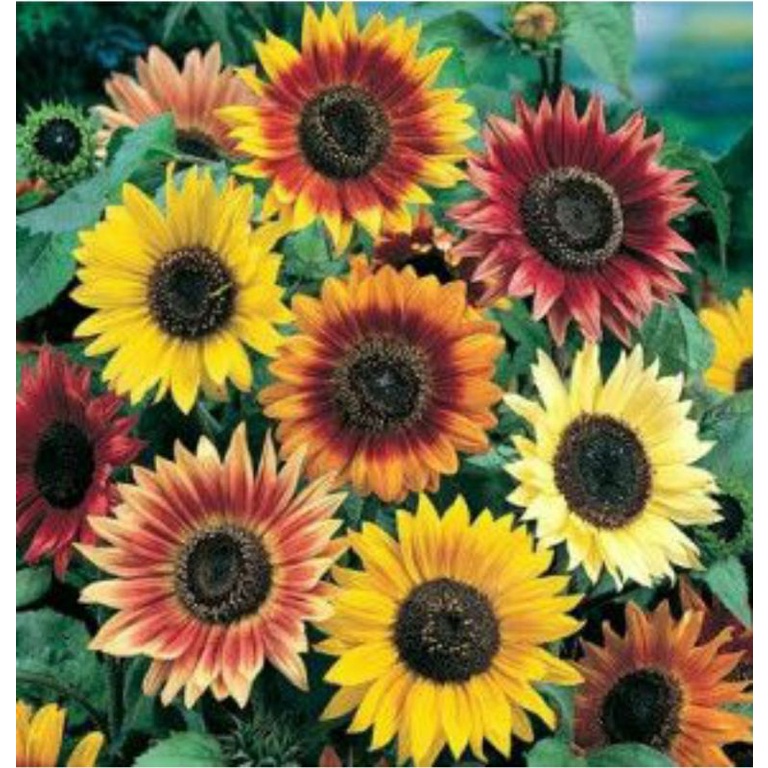 benih BUNGA MATAHARI AUTUMN BEAUTY MIX isi 1 biji