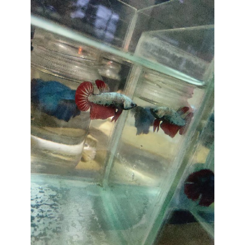 cupang red samurai ajib