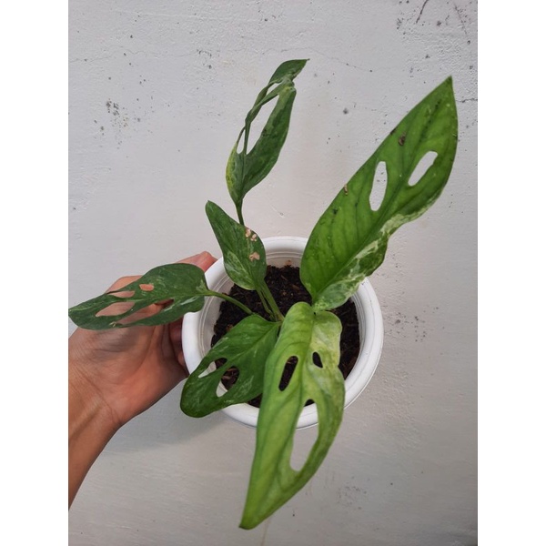 Adansoni varigata/janbol varigata