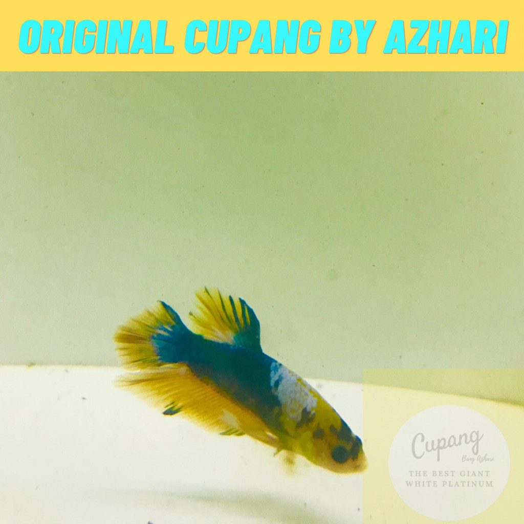 

LIMITED STOCK! FCCP Yellow Best by Azhari