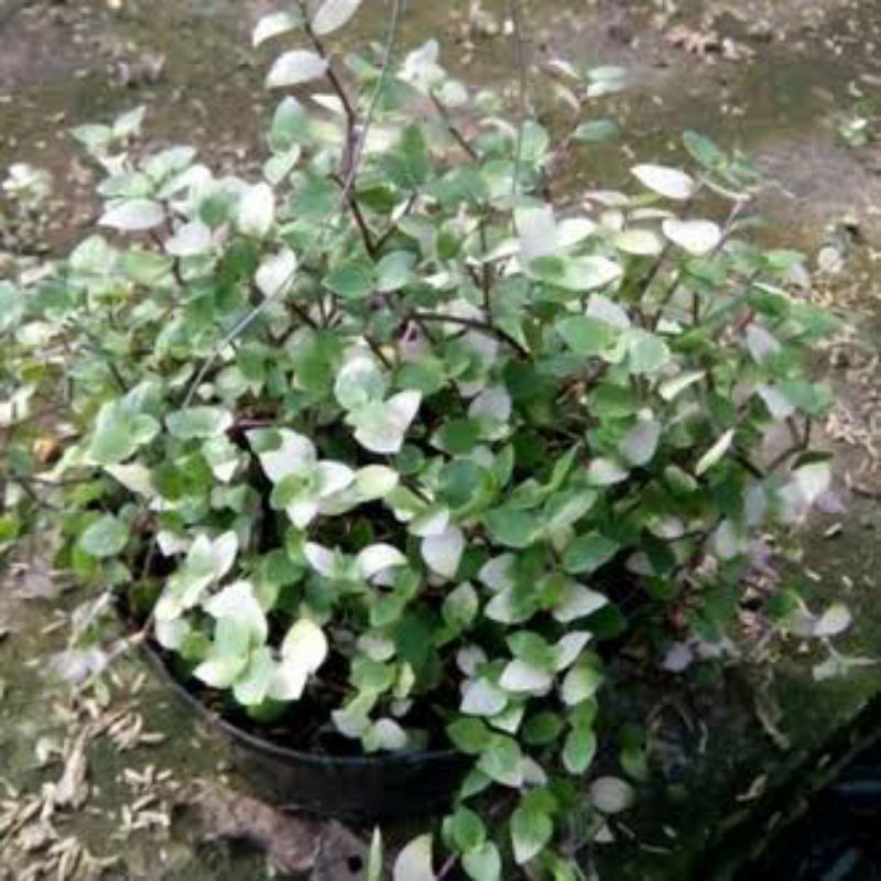 [VARIEGATA] TANAMAN HIAS CALISIA RIMBUN (CUCI GUDANG)