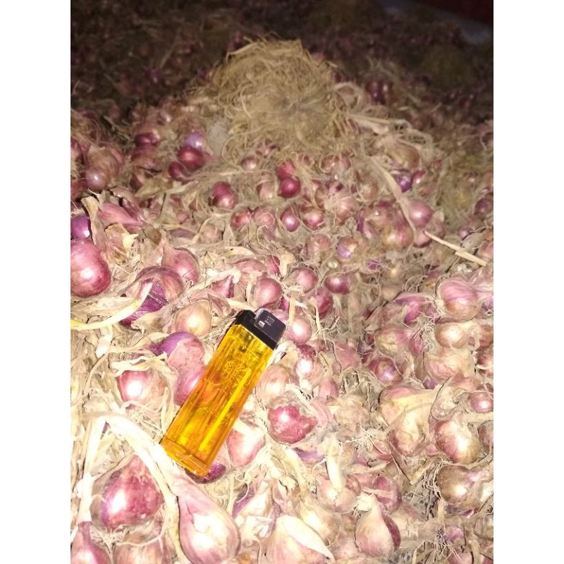 

bawang merah