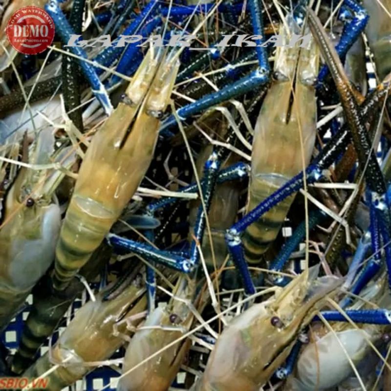 

Udang Segar Gala Segar Fresh Bergaransi 1Kg