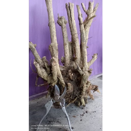BONSAI WAHONG DONGKELAN,STOK CUMA 1