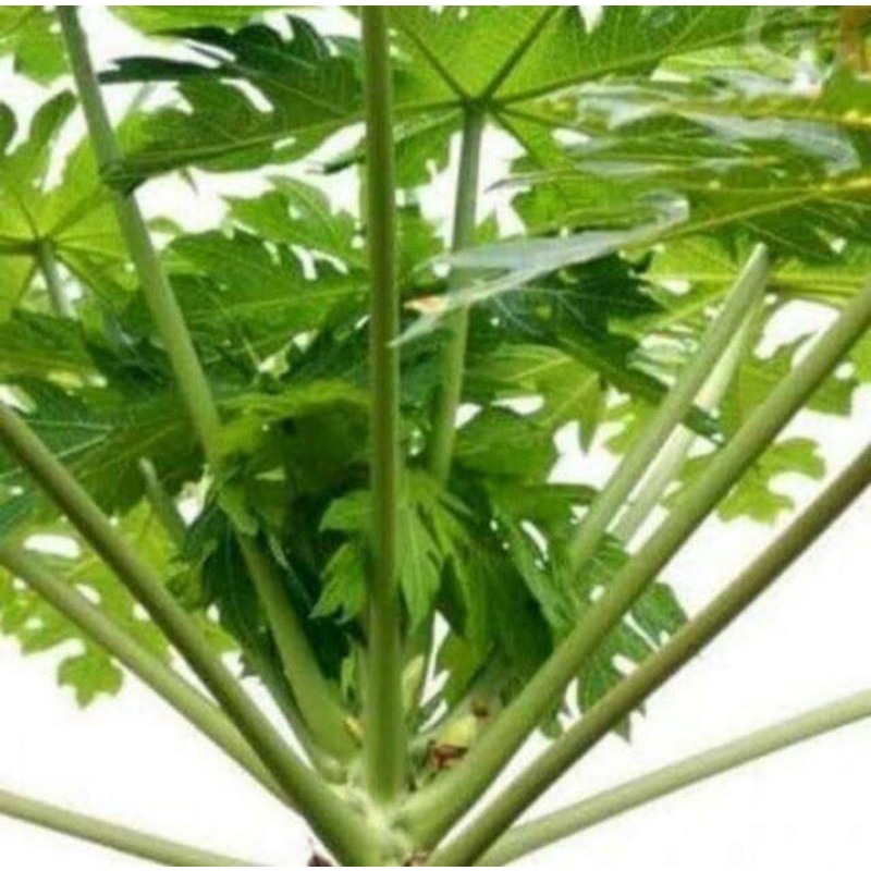 

JUAL DAUN PEPAYA SEGAR PER 200g