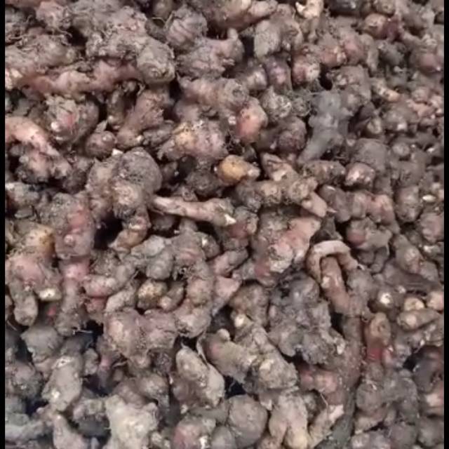 

Jahe Merah 1kg