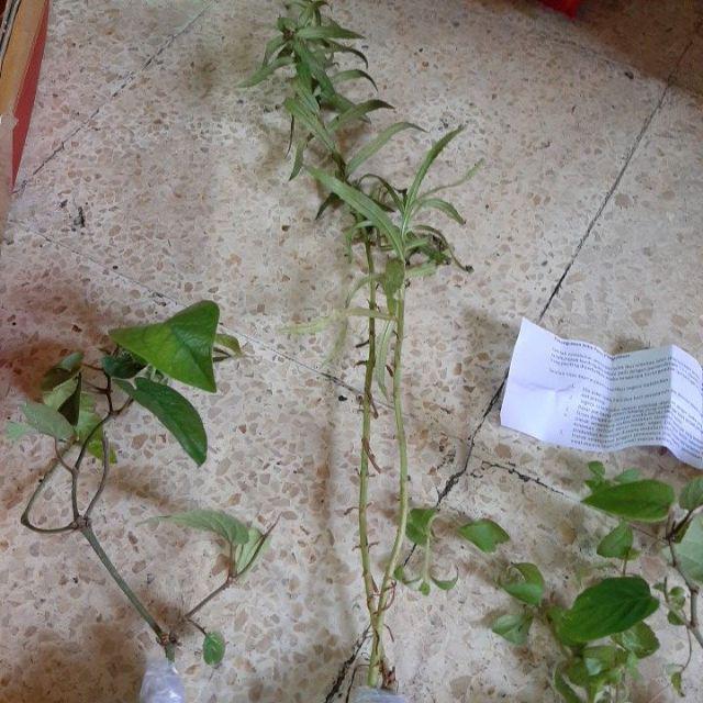 Bibit Zodiya Anti Nyamuk